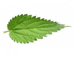 Крапивы листья ф/пак. 1.5 г 20 шт.